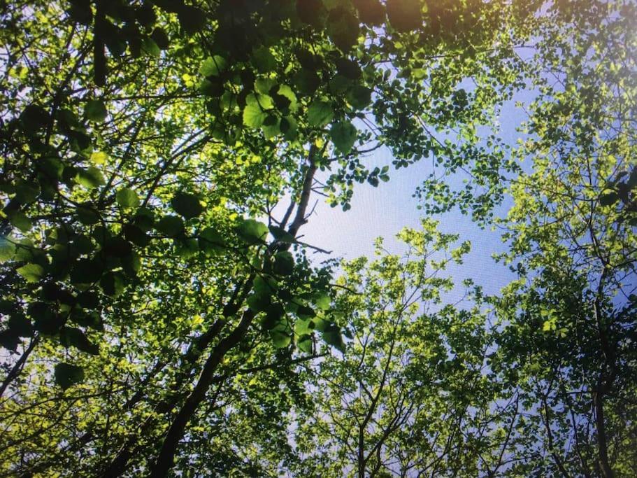 Cosy Woodland Romantic Retreat With Log Fires And Nature Sturry 외부 사진