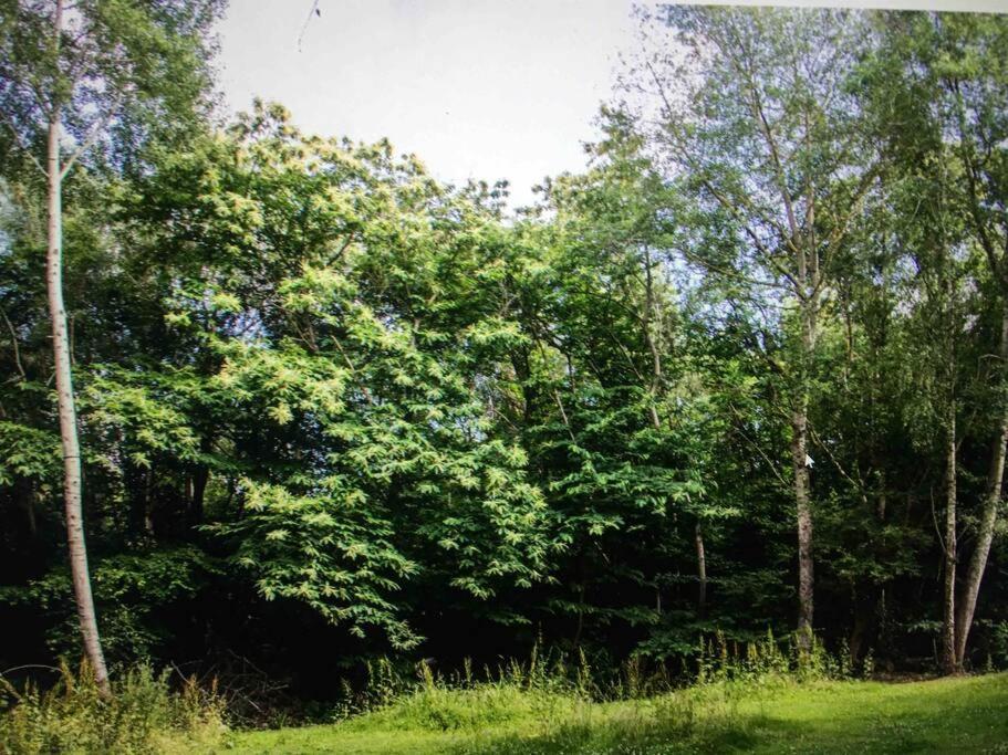 Cosy Woodland Romantic Retreat With Log Fires And Nature Sturry 외부 사진