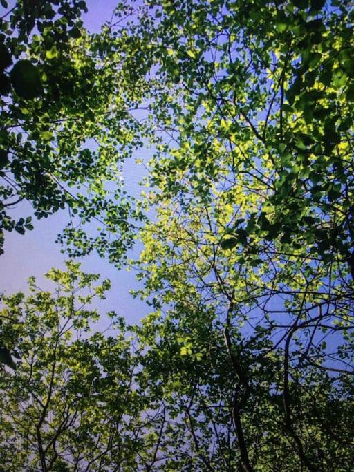 Cosy Woodland Romantic Retreat With Log Fires And Nature Sturry 외부 사진